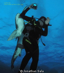 Oceanic White Typ Shark & diver
St.John - Egypt by Jonathan Sala 